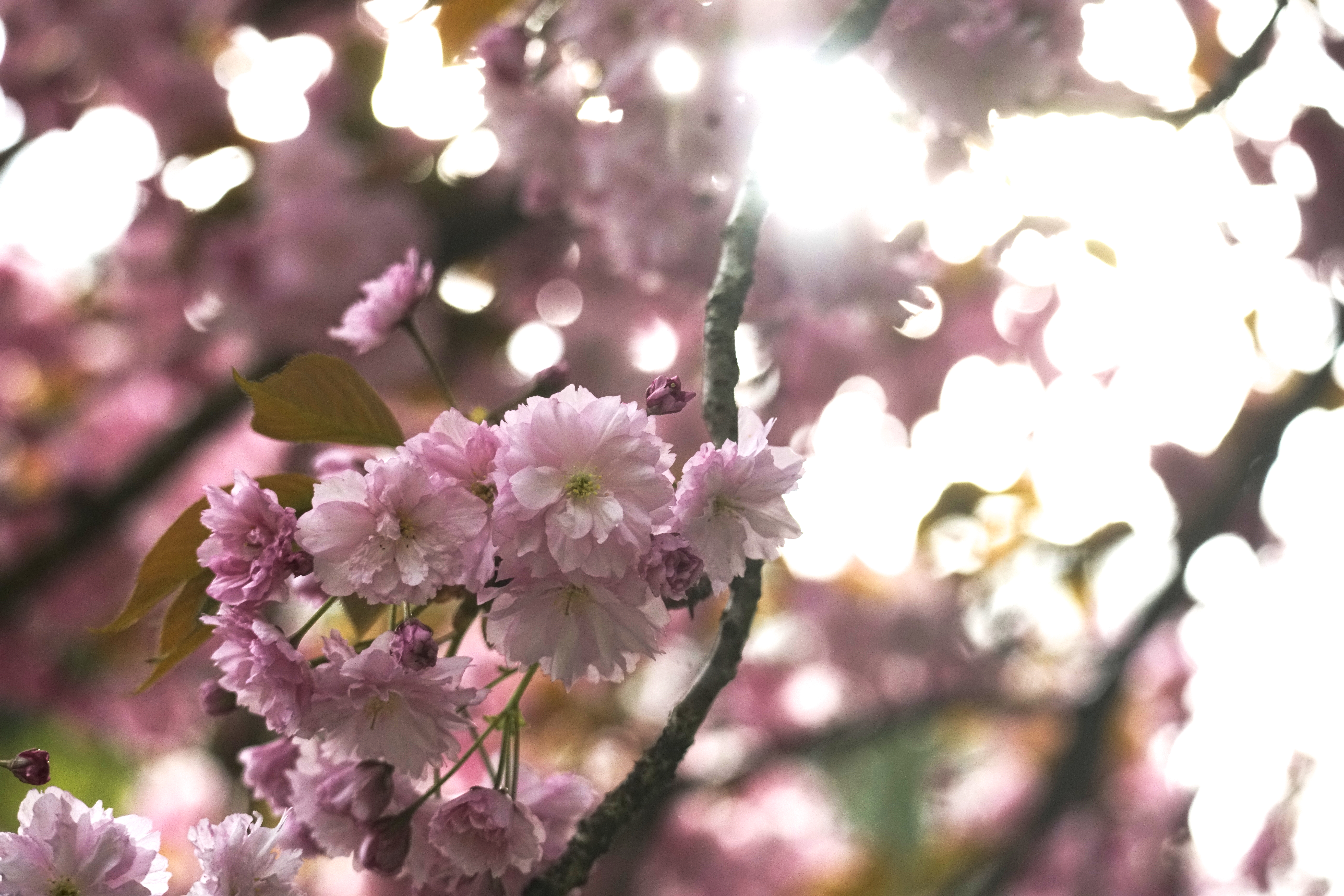 The spring bloom