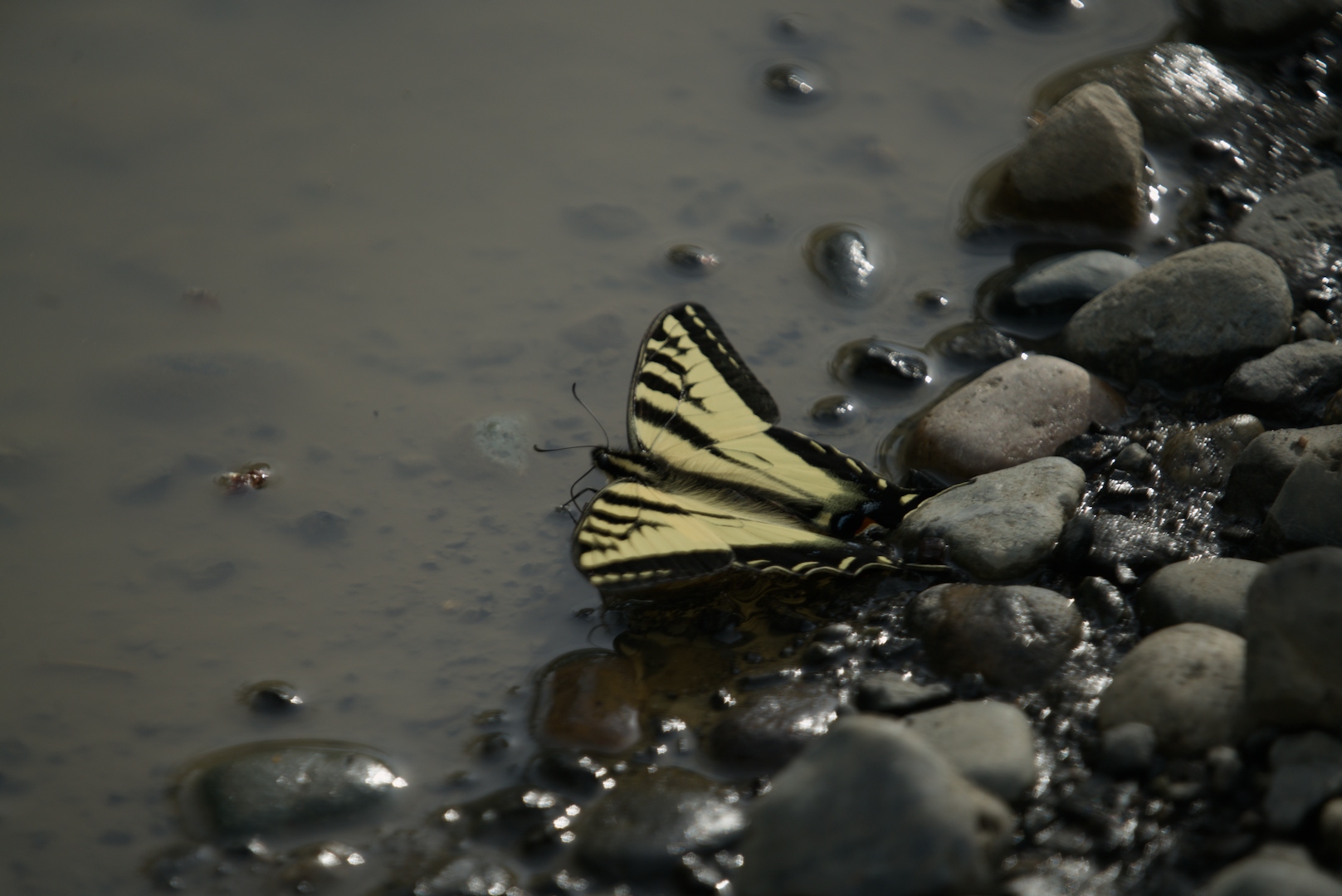 Drinking Butterfly (Plus a sunset)